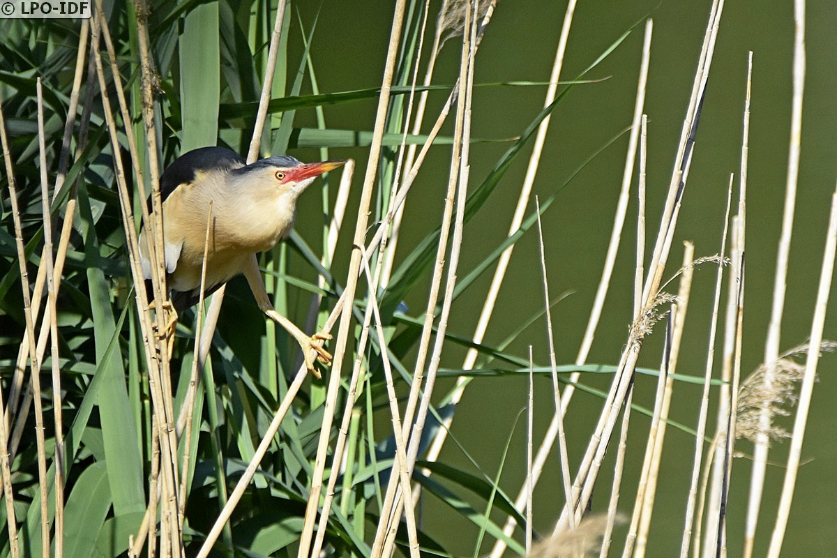 Etangs de Saint Hubert